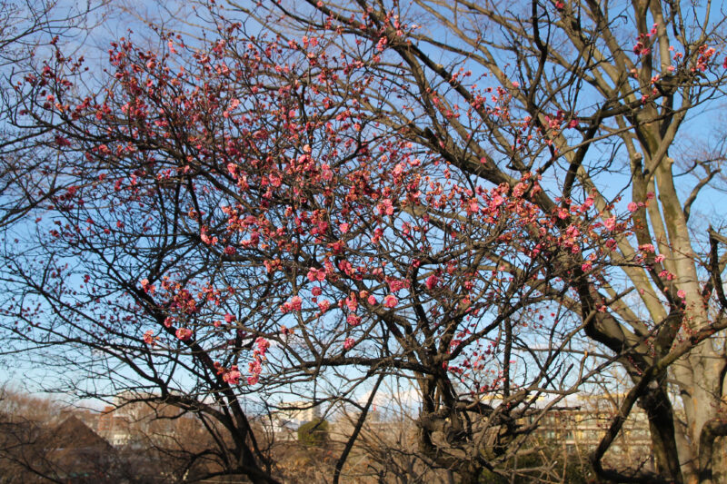 清水坂公園