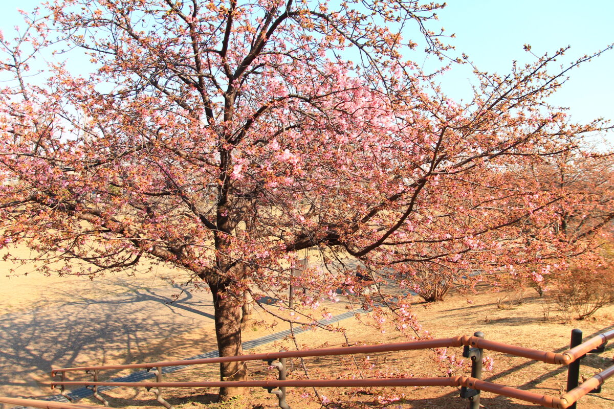 西ヶ原みんなの公園