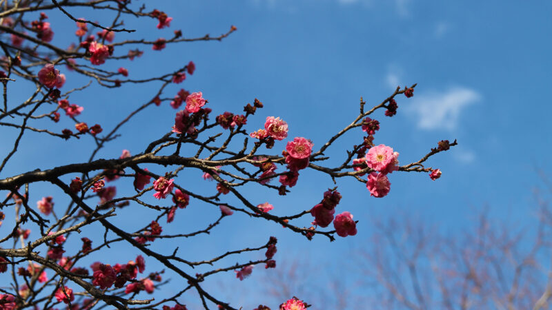 清水坂公園