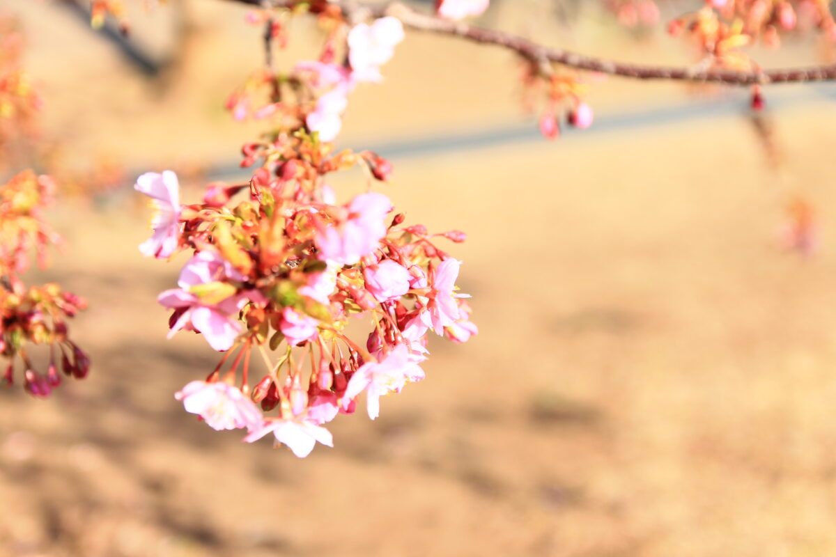 西ヶ原みんなの公園