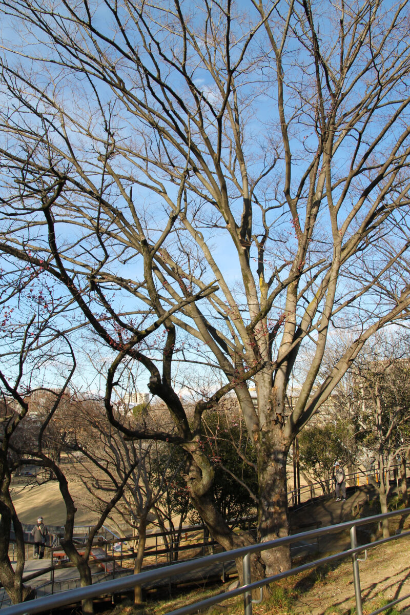 清水坂公園