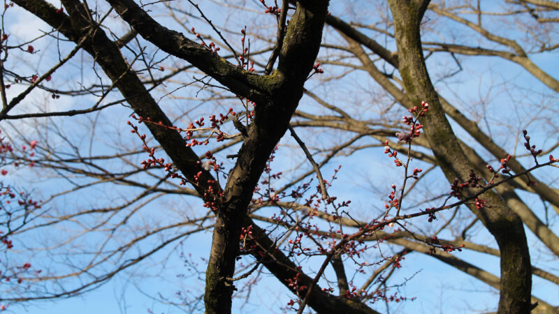 清水坂公園