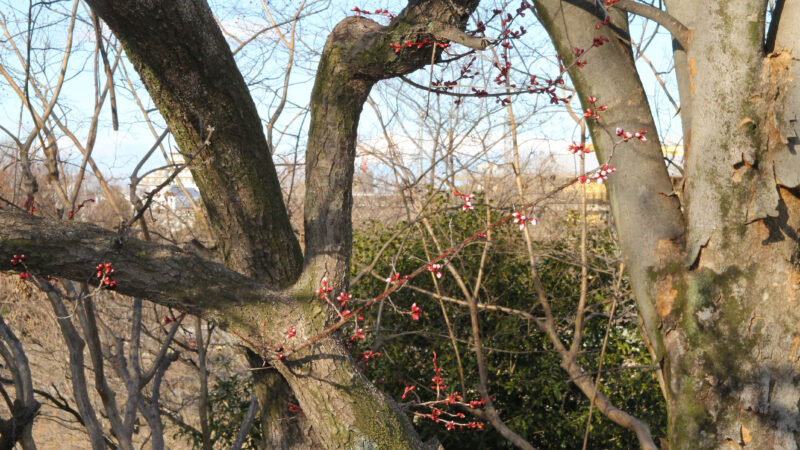 清水坂公園