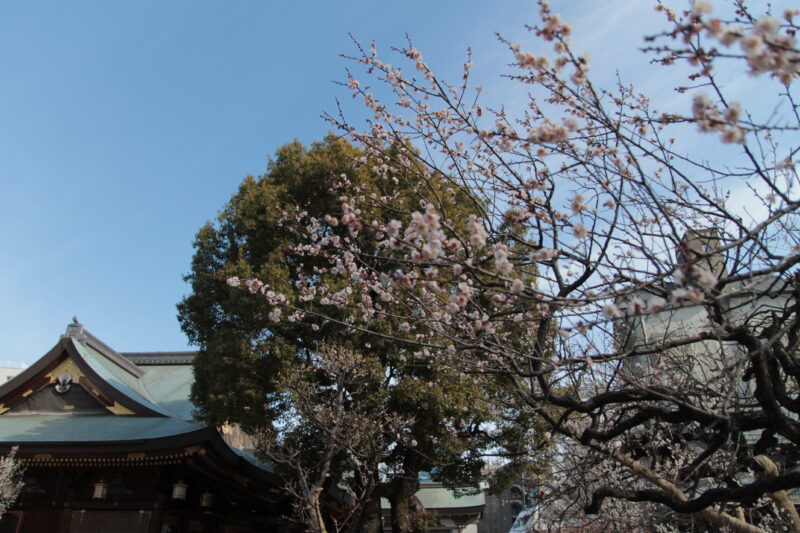 湯島天神 梅まつり