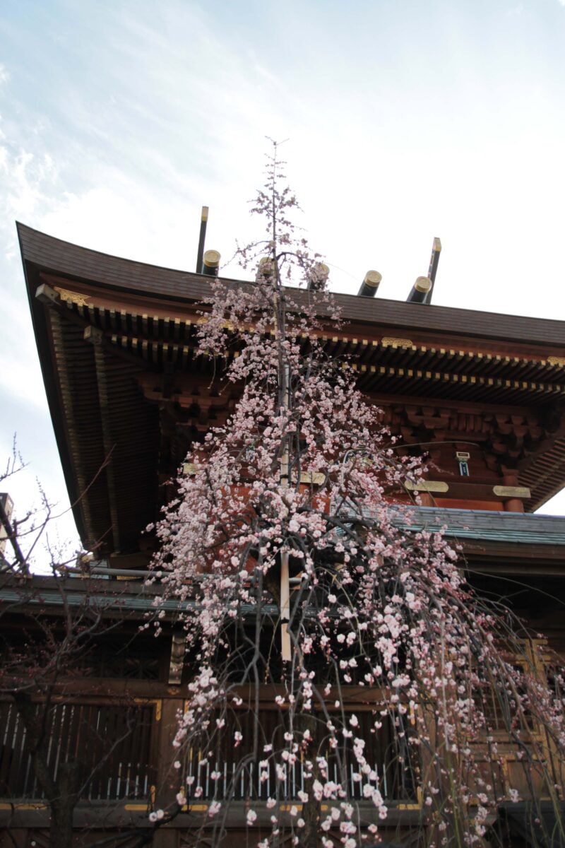 湯島天神 梅まつり