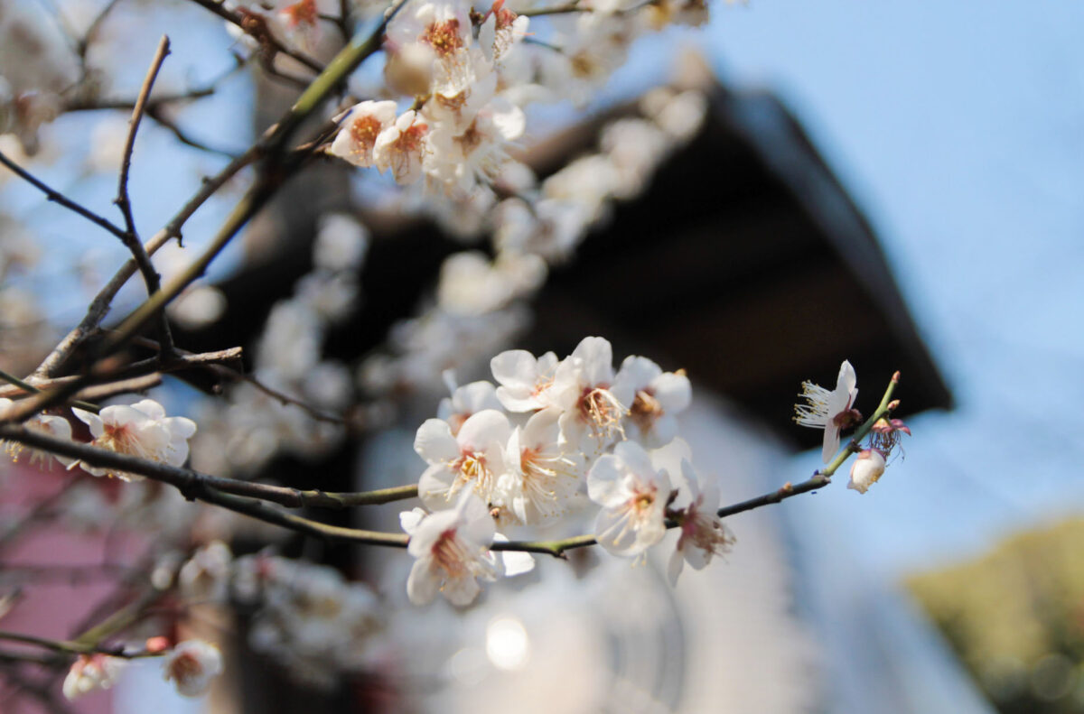 花園稲荷神社　上野公園