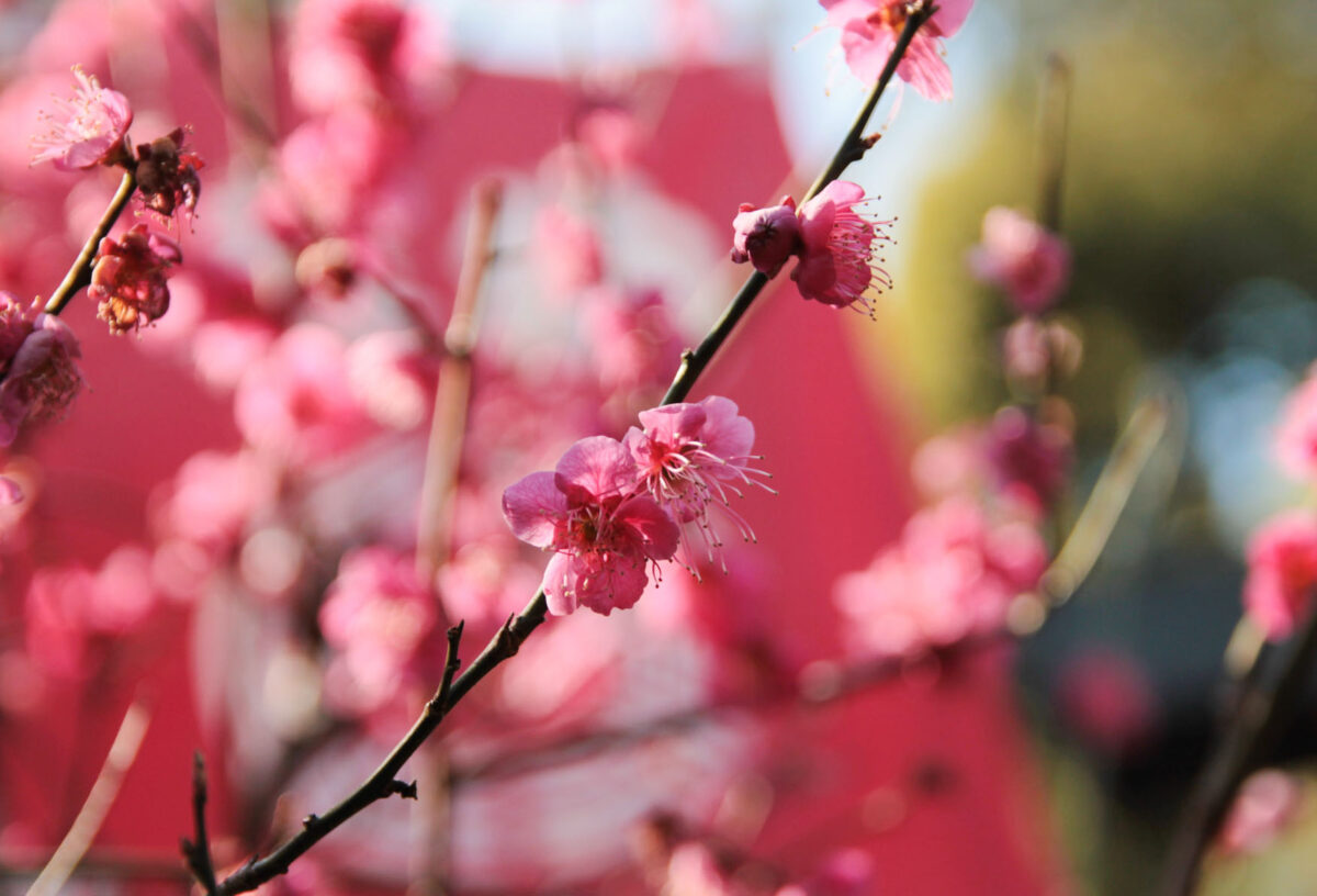 花園稲荷神社　上野公園