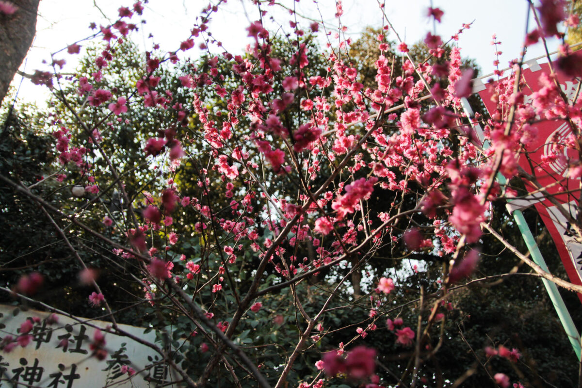 花園稲荷神社　上野公園