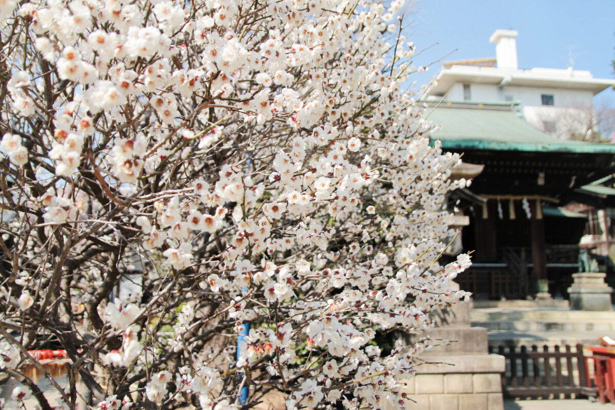 五條天神社　上野公園