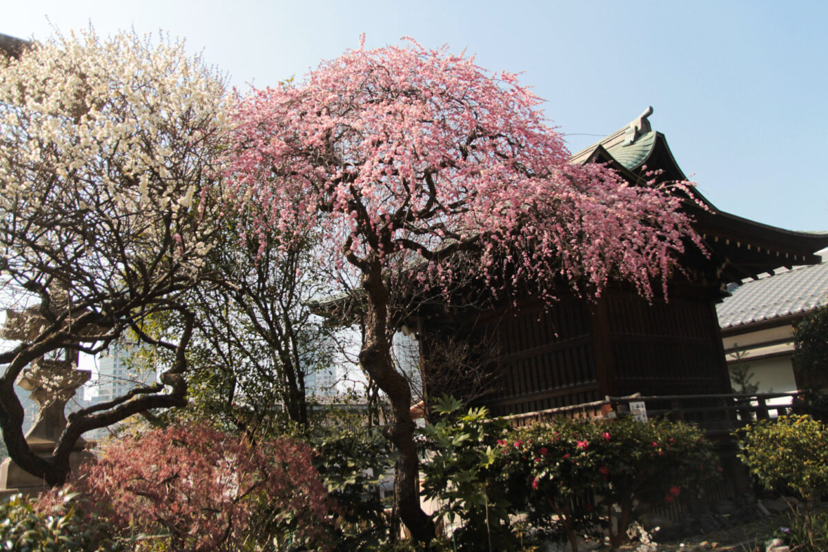 五條天神社　上野公園