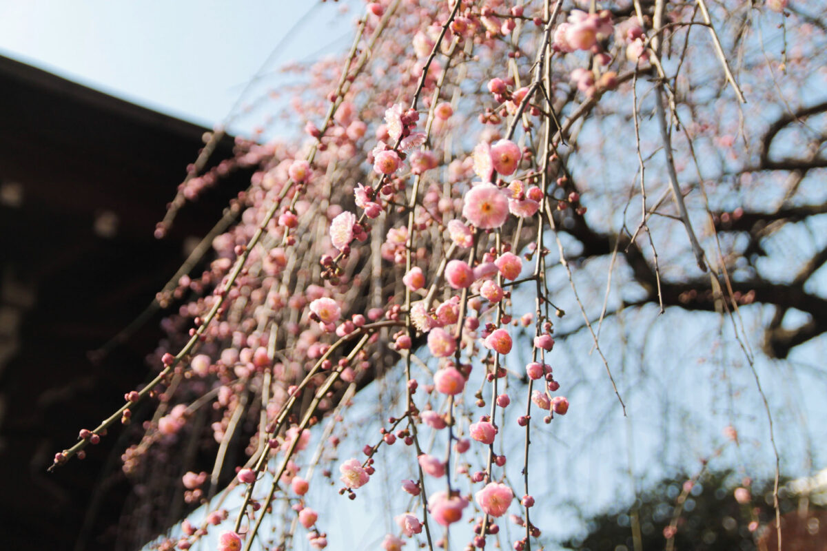 五條天神社　上野公園