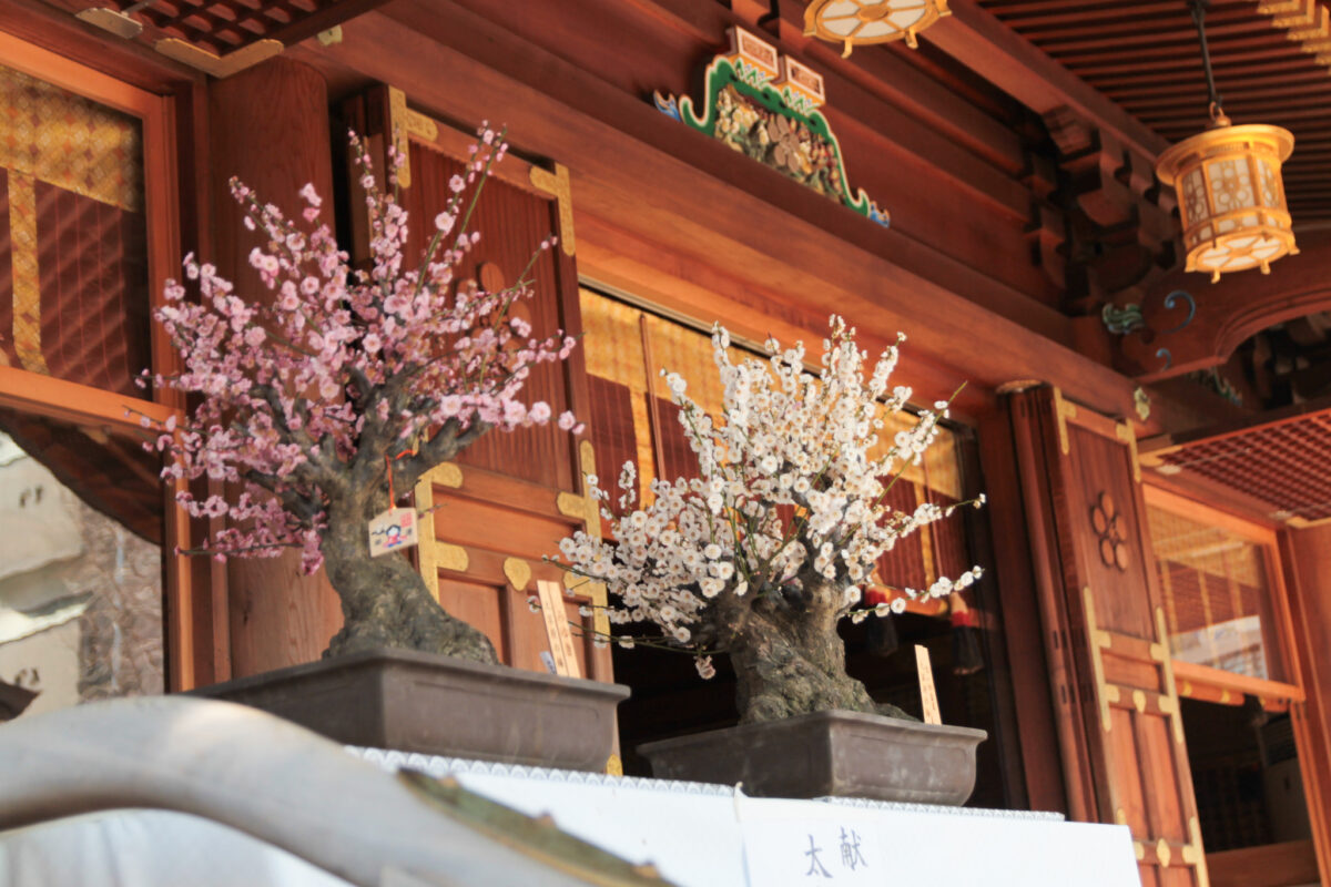 湯島天神　梅まつり