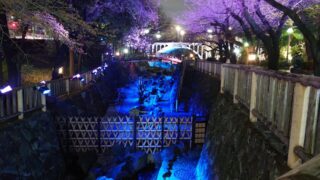 音無親水公園 春のライトアップ