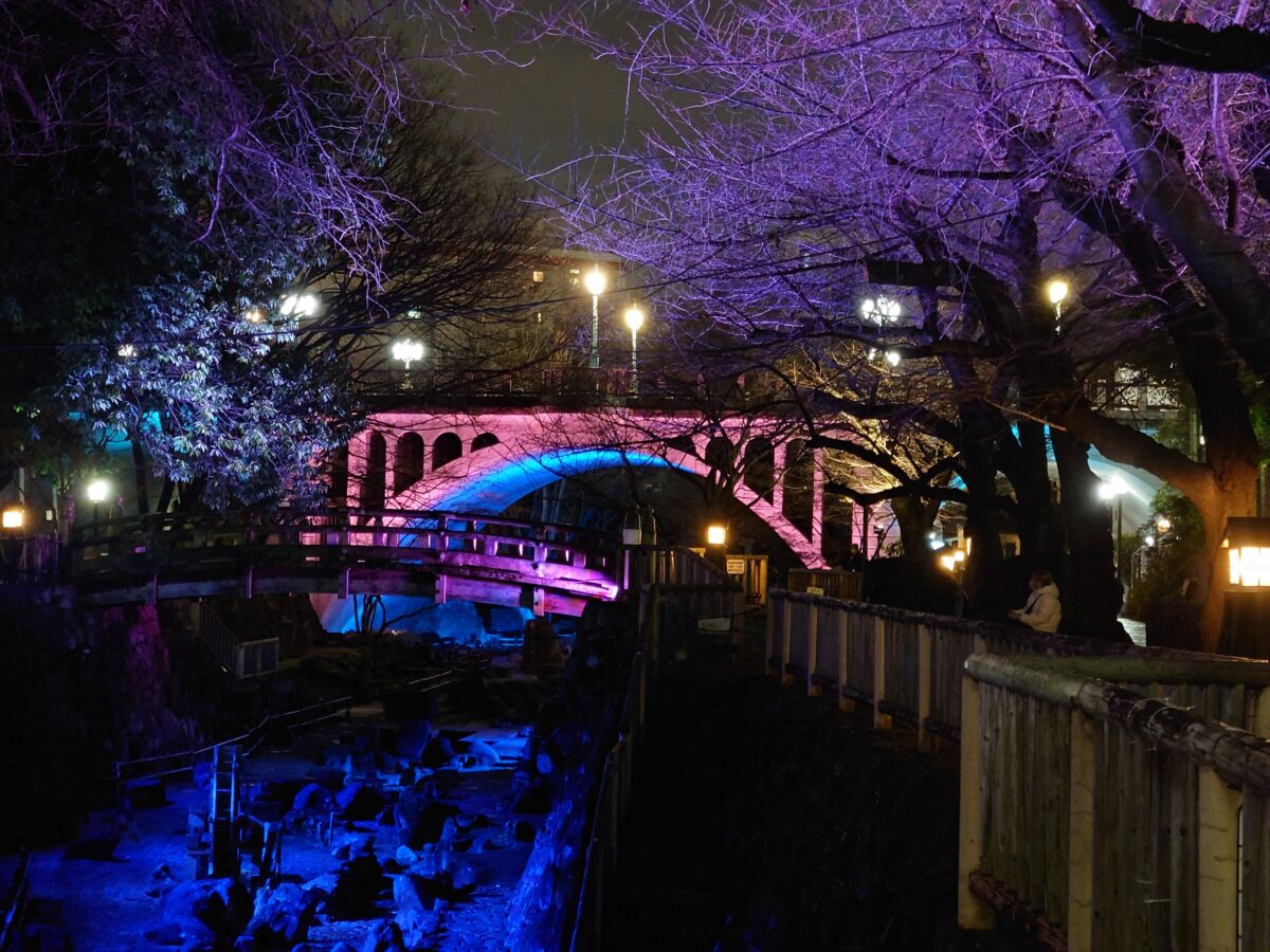 音無親水公園 春のライトアップ