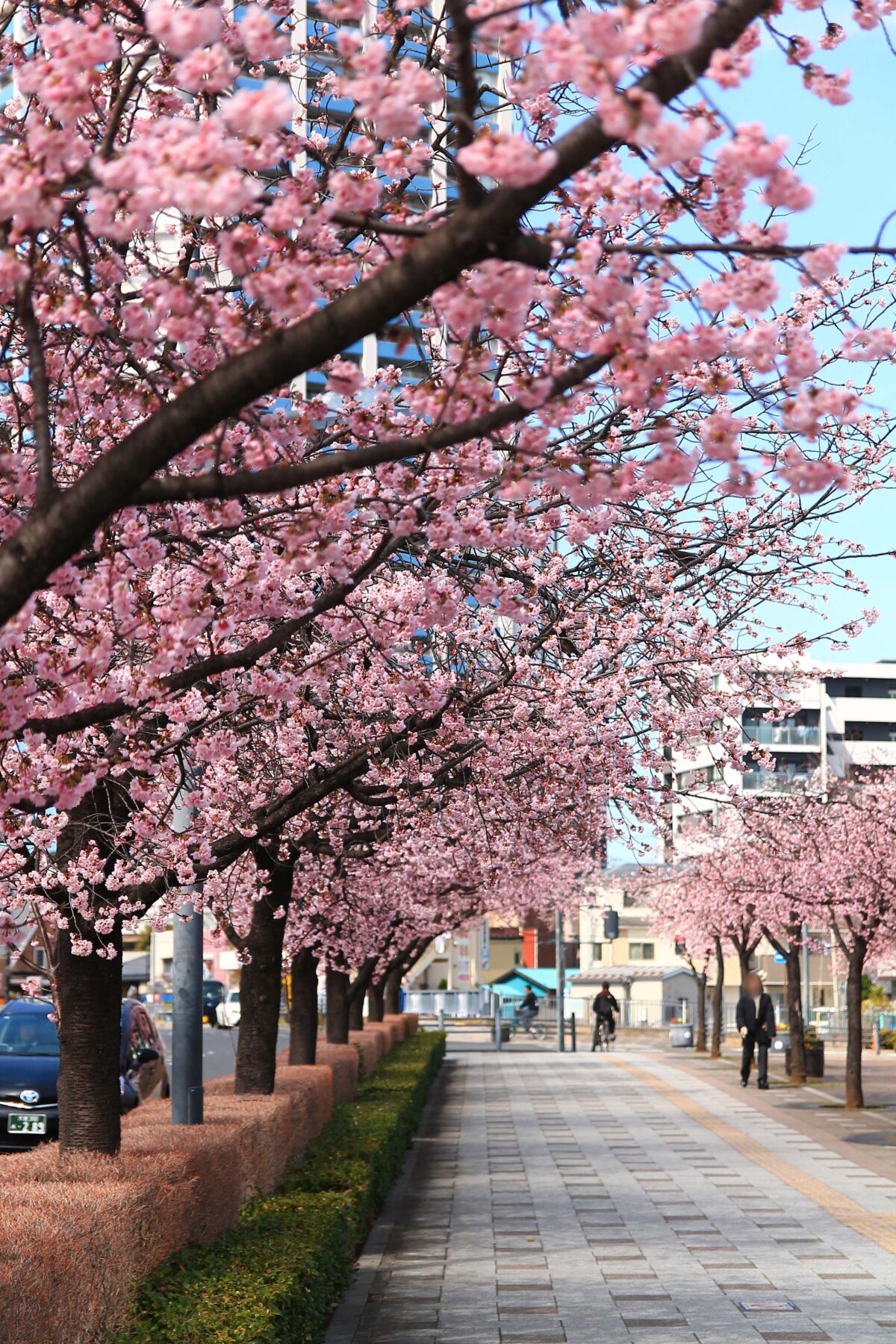 川口元郷駅前 安行桜