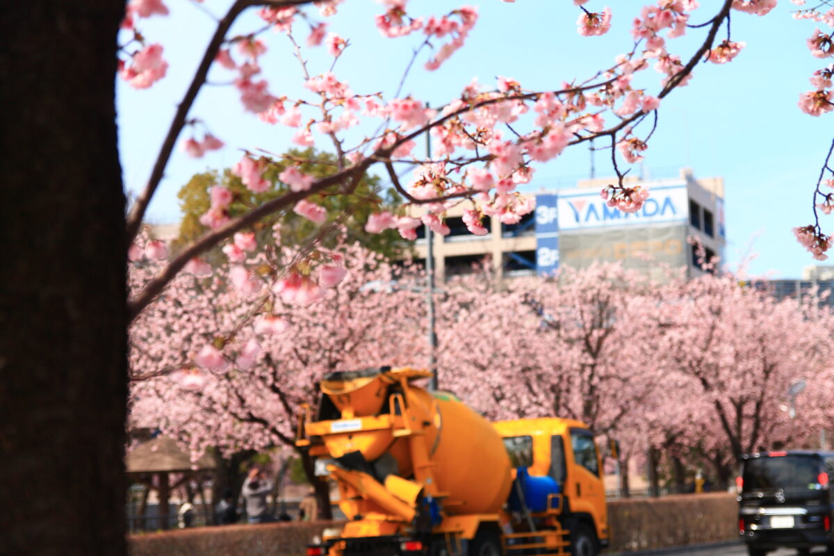 川口元郷駅前 安行桜