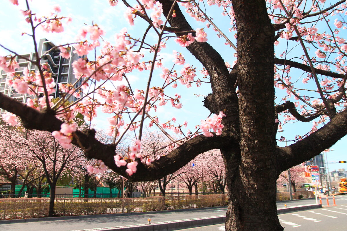 川口元郷駅前 安行桜