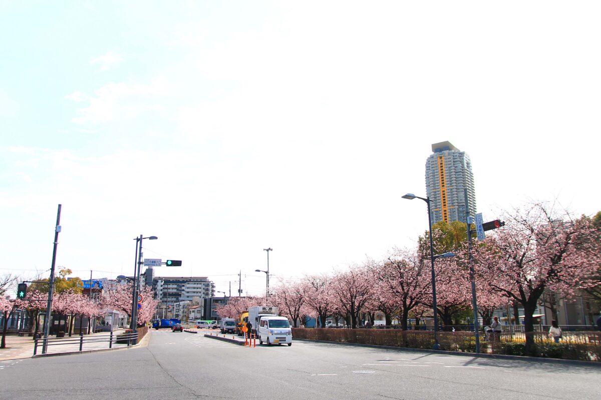 川口元郷駅前 安行桜