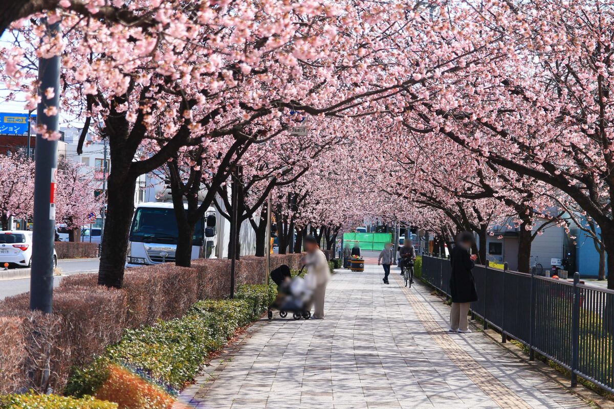 川口元郷駅前 安行桜