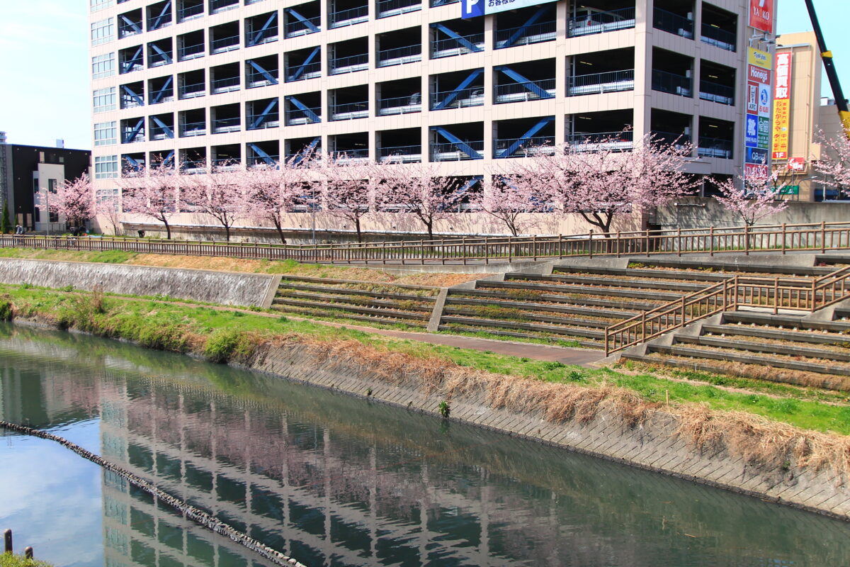 川口元郷駅前 安行桜