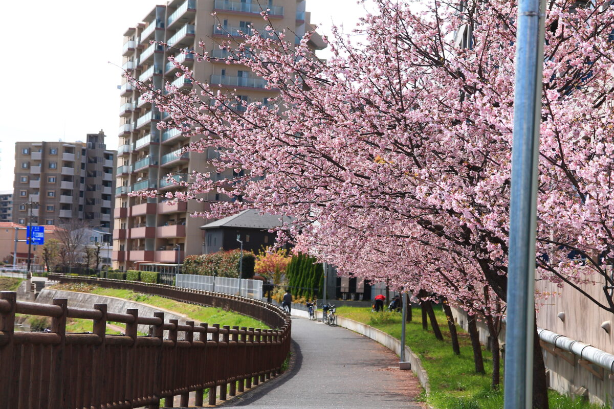 川口元郷駅前 安行桜