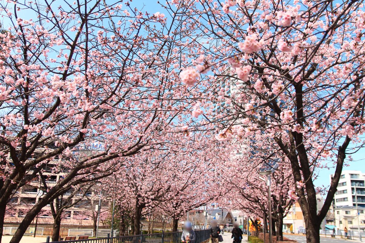 川口元郷駅前 安行桜