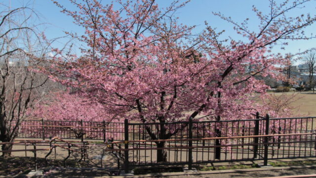 西ヶ原みんなの公園 河津桜