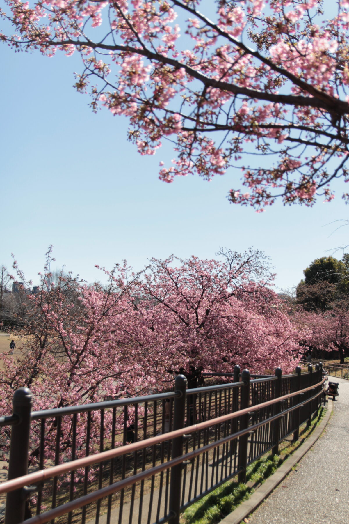 みんなの公園