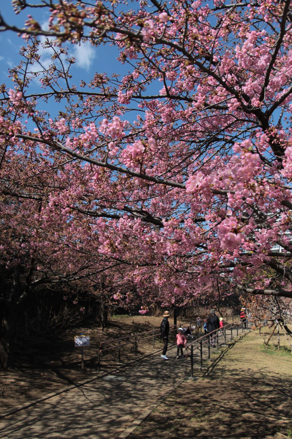 みんなの公園