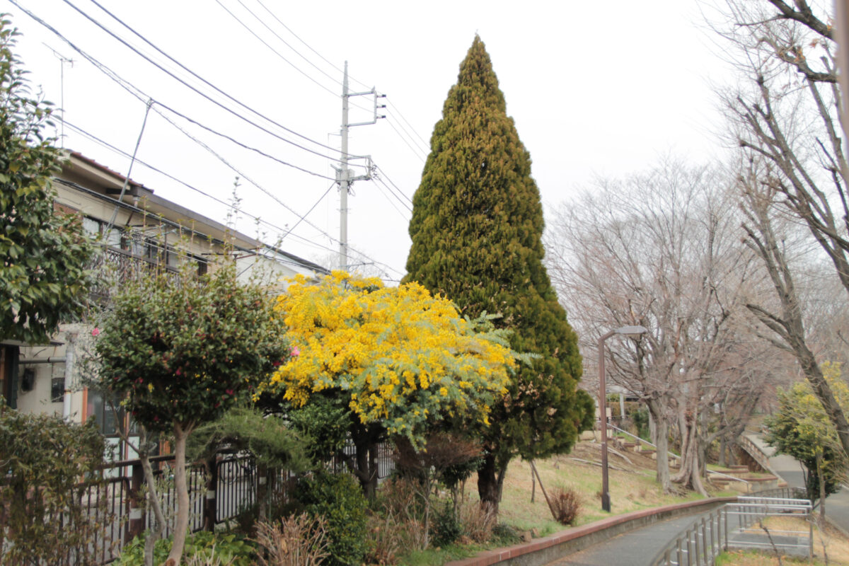 清水坂公園　ミモザ　北区