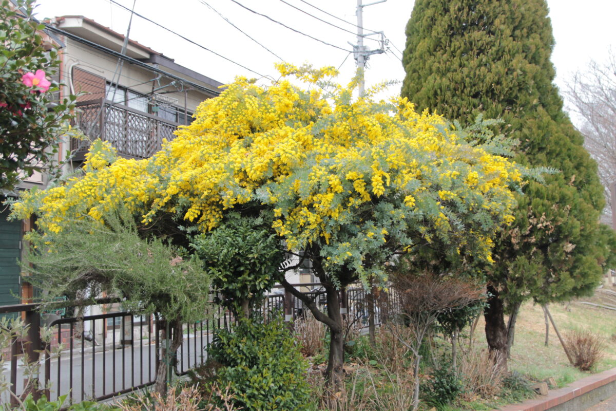 清水坂公園　ミモザ　北区