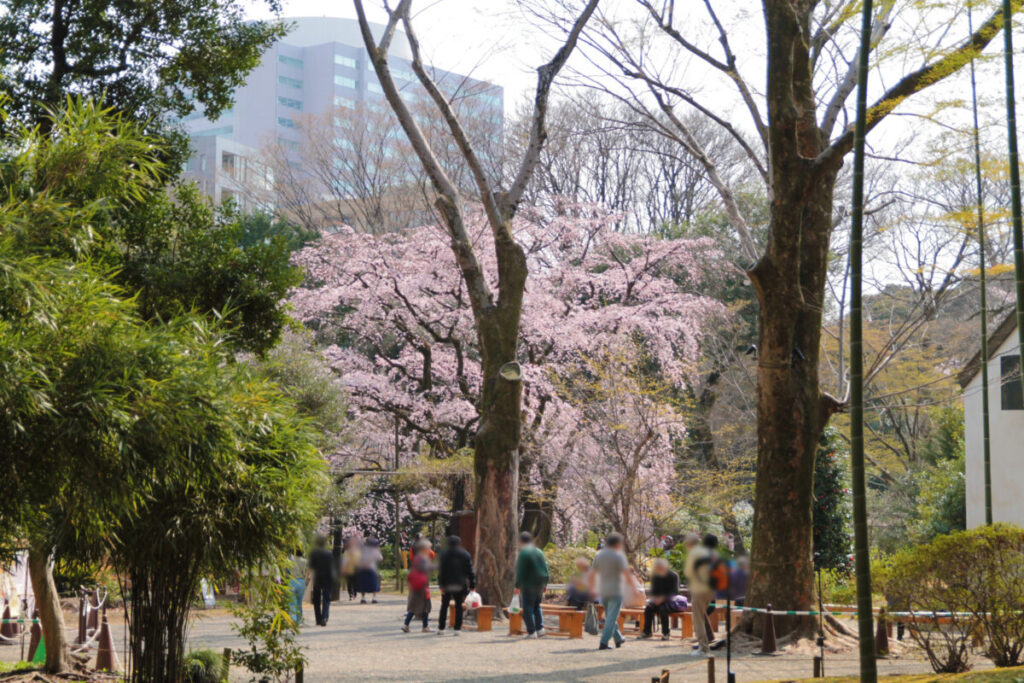 六義園のしだれ桜