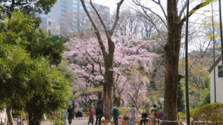 六義園のしだれ桜
