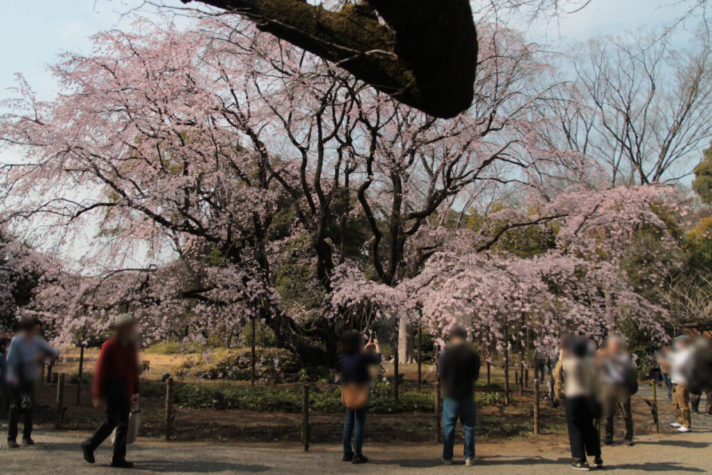 六義園のしだれ桜