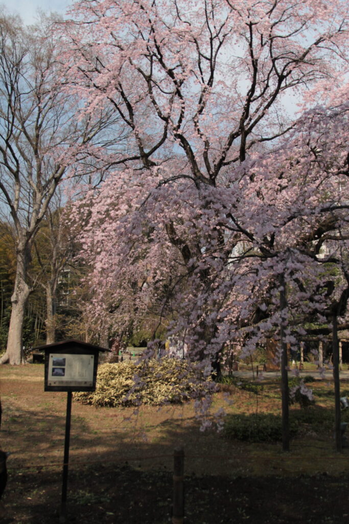 六義園のしだれ桜