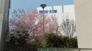 赤羽台トンネル 桜