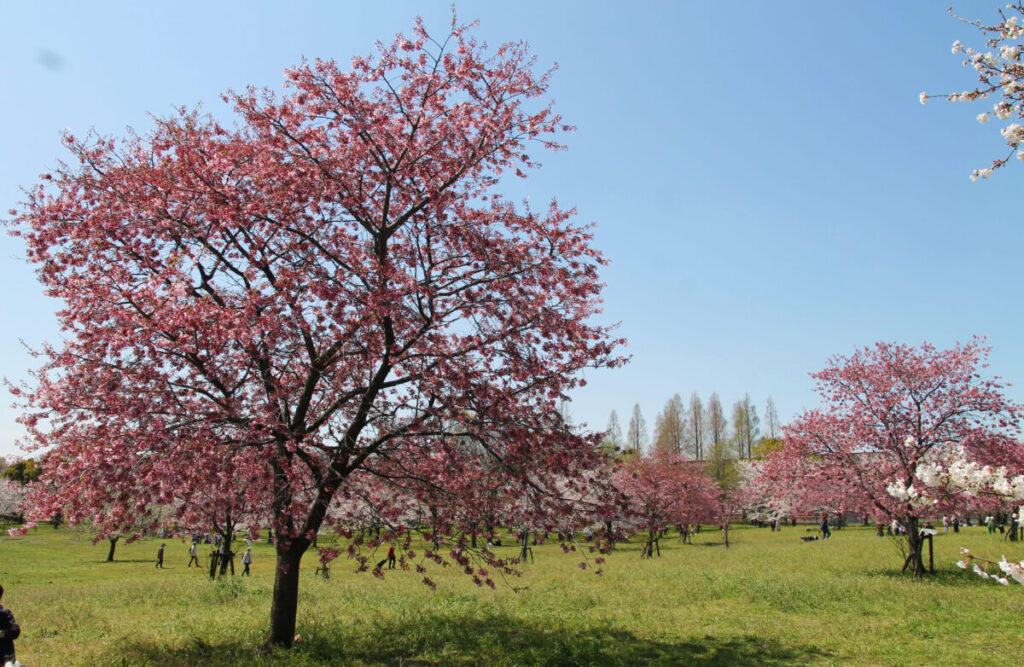 舎人公園 ネモフィラ 桜