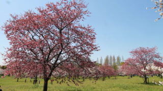 舎人公園 ネモフィラ 桜