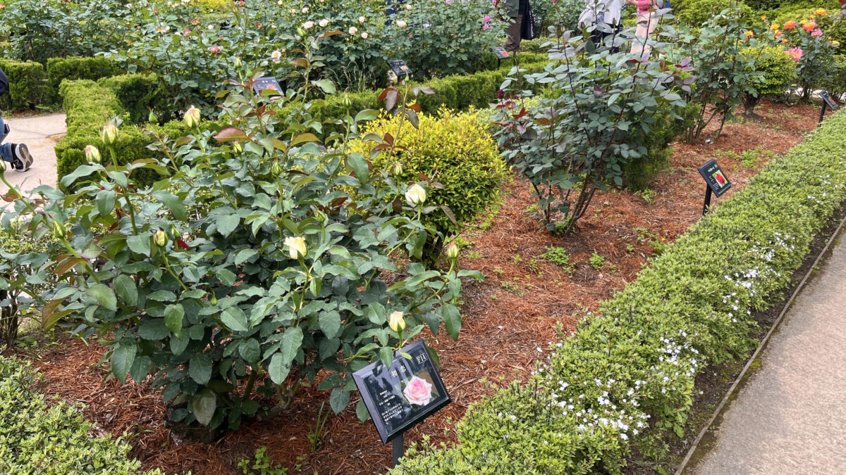 西ヶ原 旧古河庭園