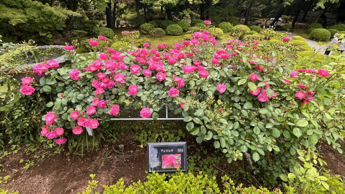 西ヶ原 旧古河庭園