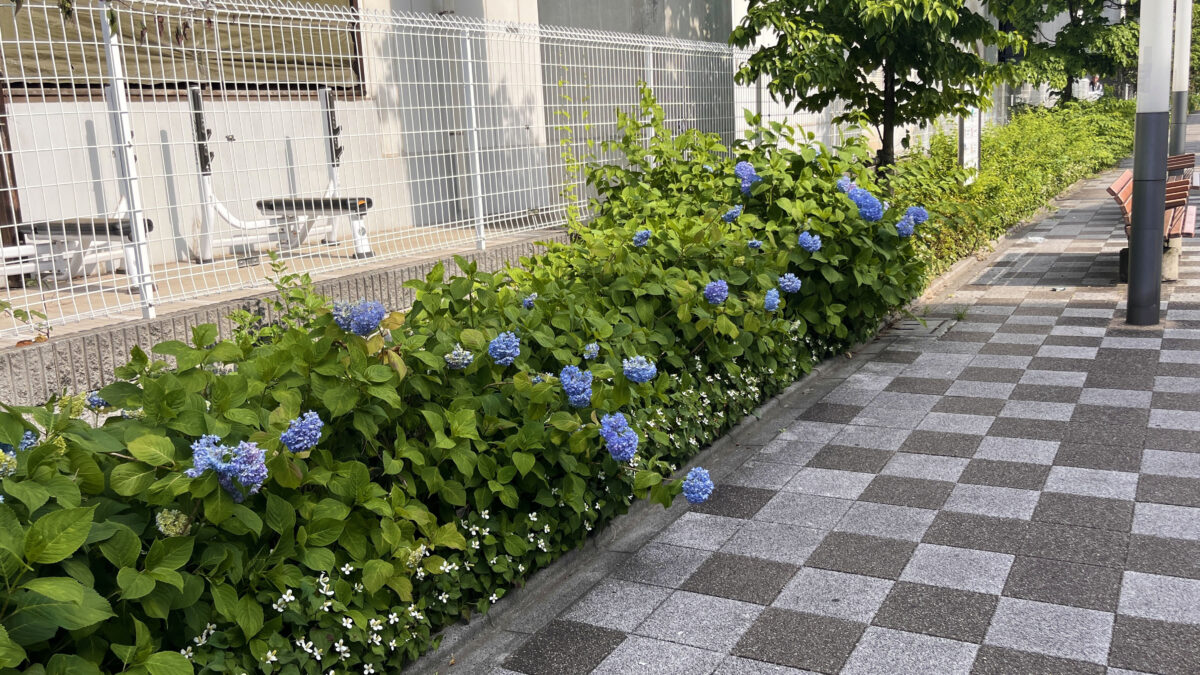 赤羽 稲付遊歩道