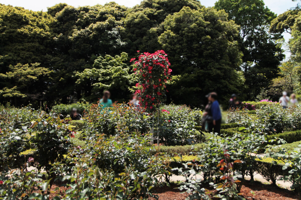 春のバラフェスティバル　旧古河庭園　北区