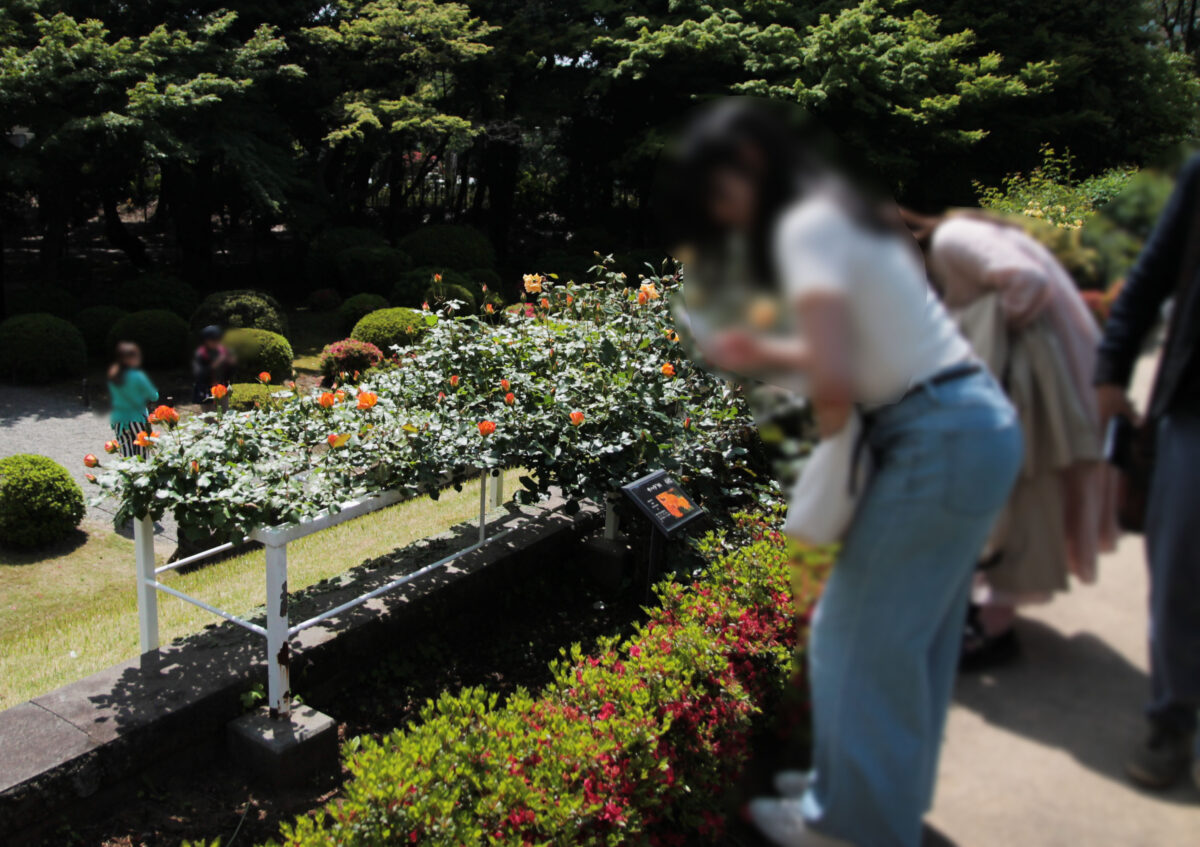 春のバラフェスティバル　旧古河庭園　北区