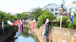 谷津観音鯉のぼり0504