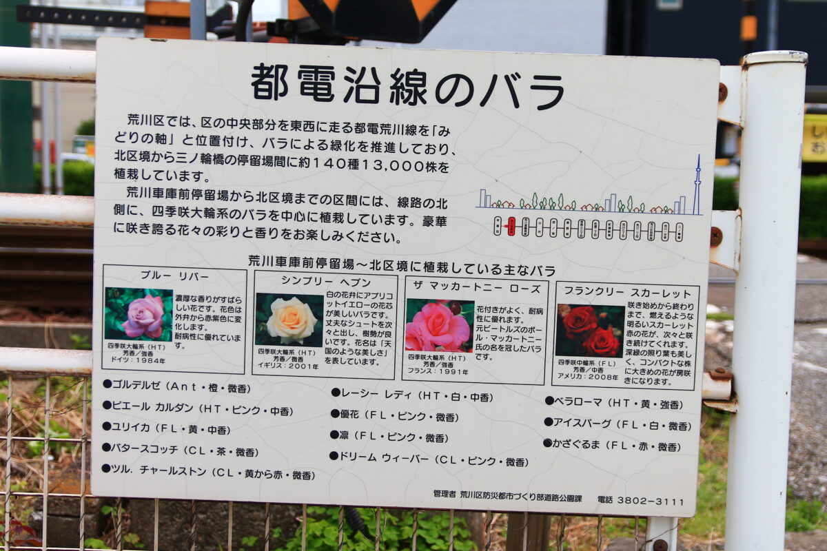 都電荒川線 線路沿い 薔薇