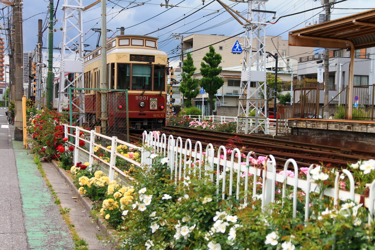 都電荒川線 線路沿い 薔薇