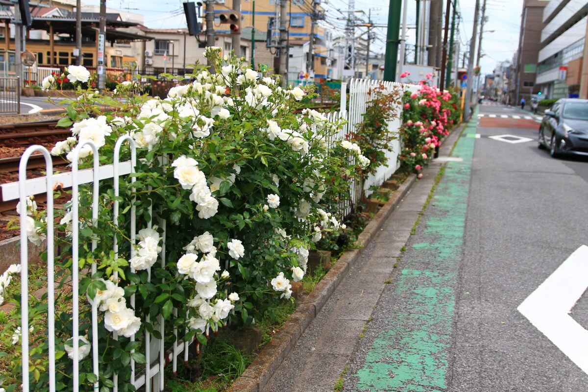 都電荒川線 線路沿い 薔薇