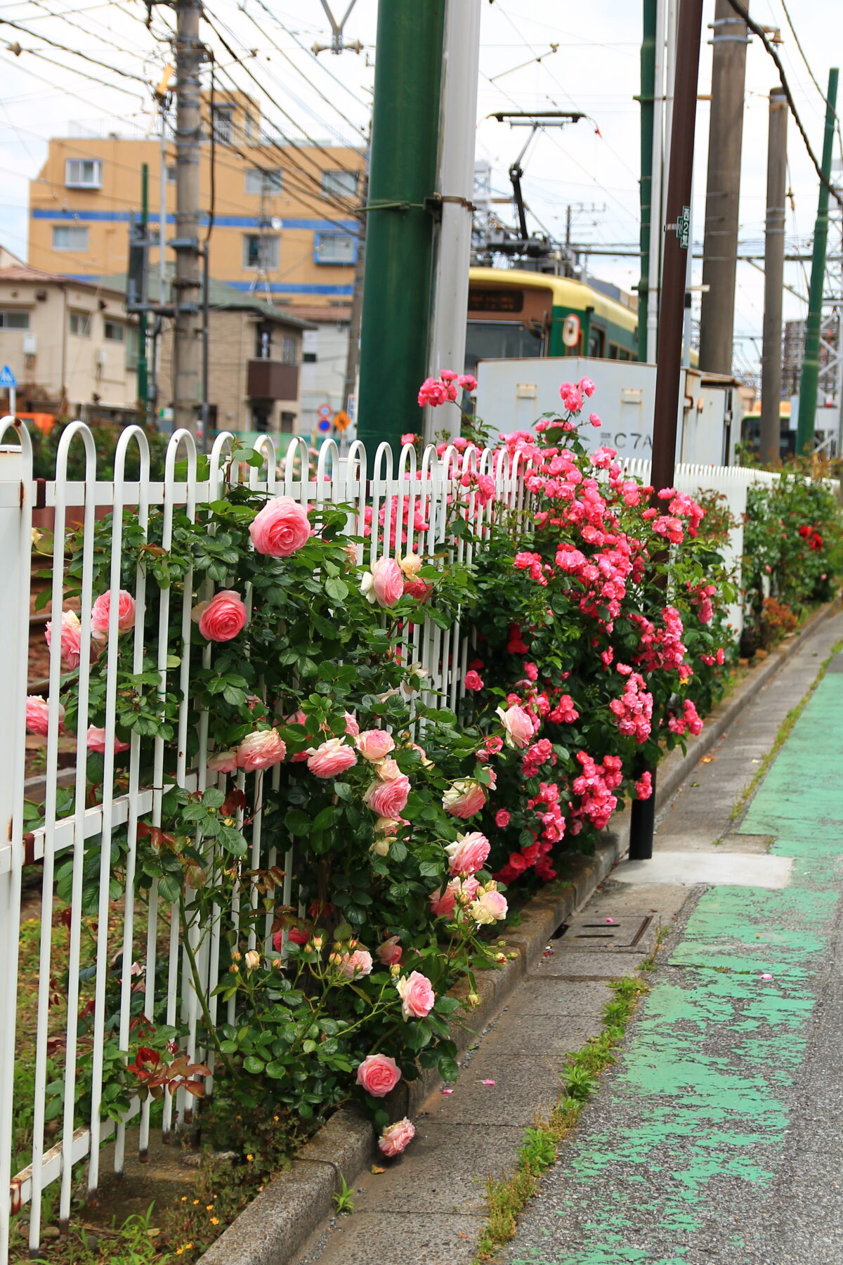 都電荒川線 線路沿い 薔薇