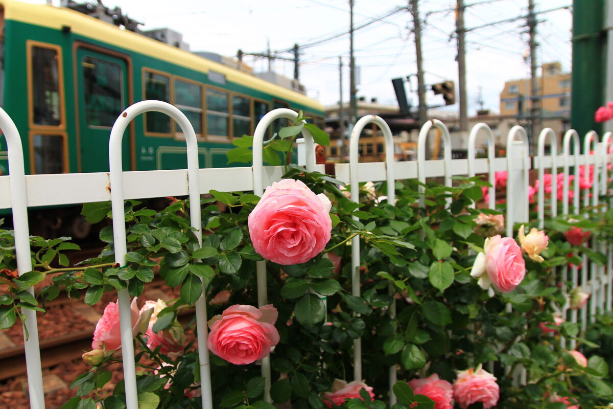 都電荒川線 線路沿い 薔薇