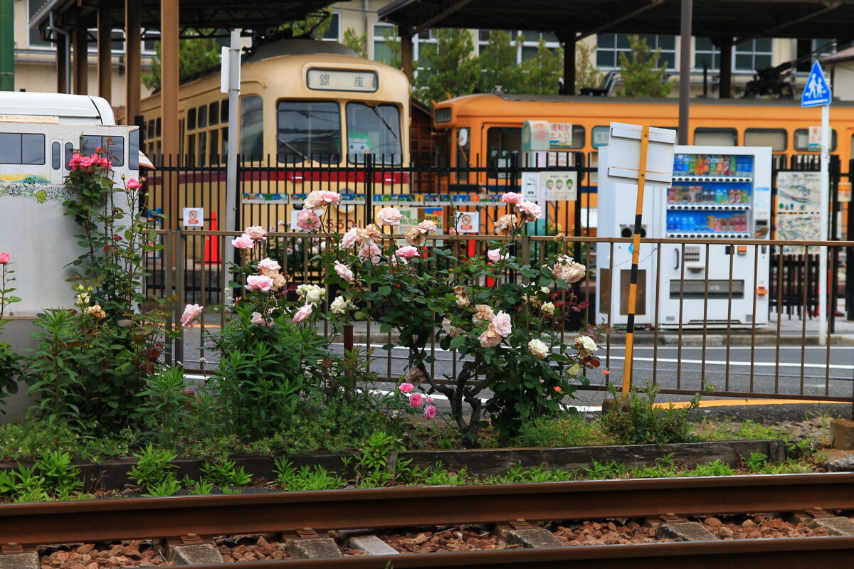 都電荒川線 線路沿い 薔薇
